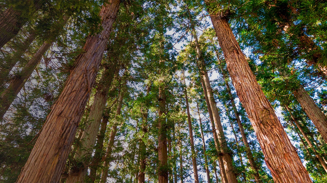 Upward view of tall trees in forest