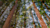 Use same alt text as hero from Climate Action page: Upward view of tall trees in forest