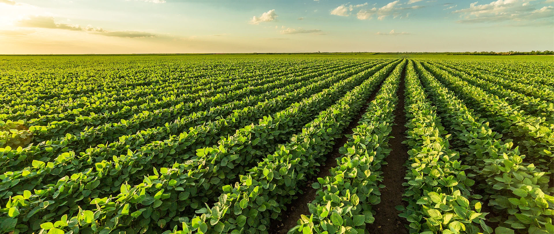 Aerial view of soybean field