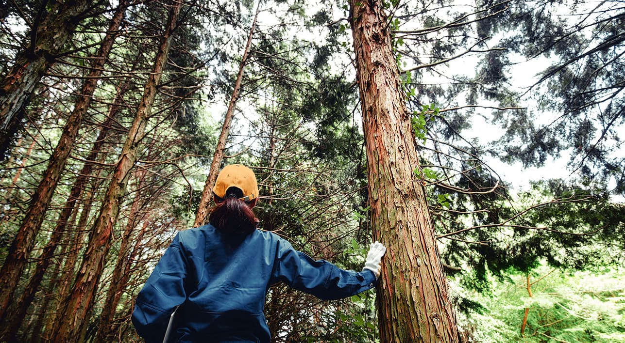 Personne portant une casquette jaune et une veste bleue qui se tient dans une forêt et touche un tronc d'arbre.