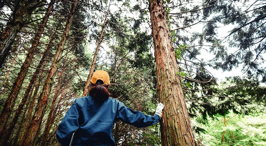 Eine Person mit gelber Kappe und blauer Jacke steht im Wald und berührt einen Baumstamm.