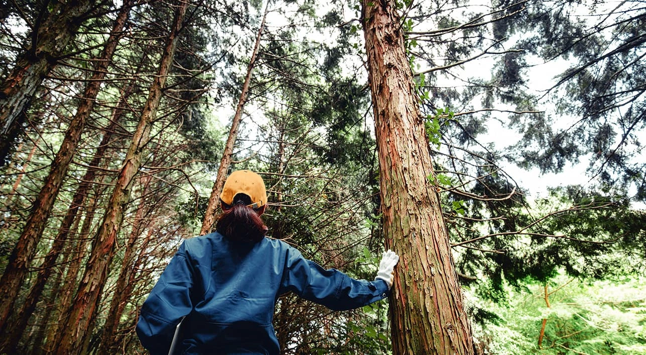 Eine Person mit gelber Kappe und blauer Jacke steht im Wald und berührt einen Baumstamm.