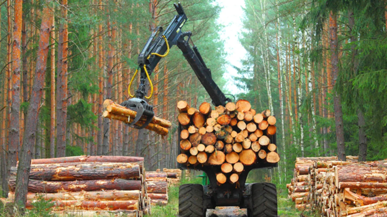 A logging machine in a forest uses a grapple arm to load timber logs into its bed, surrounded by tall pine trees and stacks of cut wood.