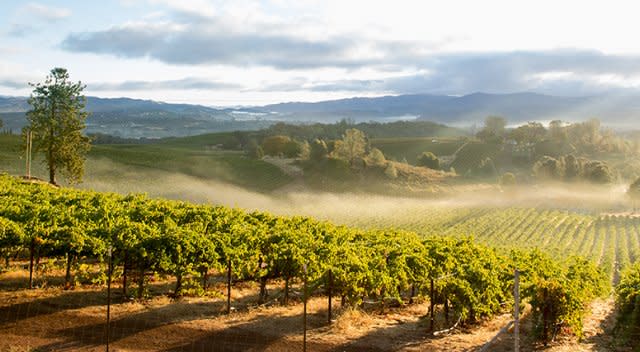 Engineered vineyard landscape: precise rows of grapevines with visible trellis posts and wires on misty hillsides, showcasing agricultural infrastructure.