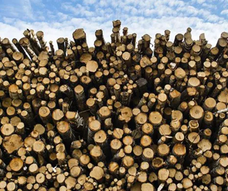 A head-on view of a large stack of cut timber logs under a blue sky with light white clouds.