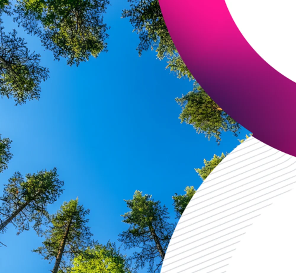Blick auf immergrüne Baumwipfel vor blauem Himmel, akzentuiert durch Trimbles rosa-violette geschwungene Markengrafik.