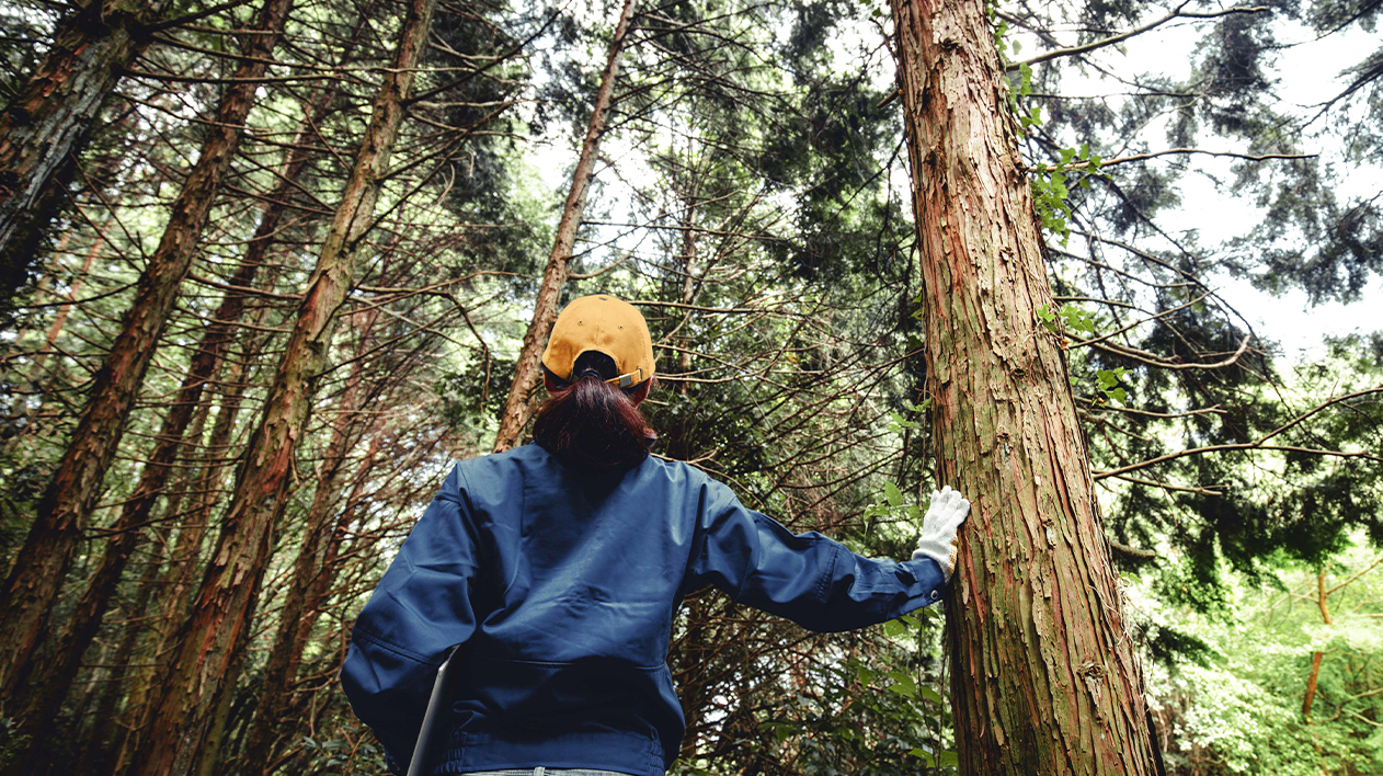 A person wearing a dark blue long-sleeved shirt and a yellow cap is seen from behind, standing in a dense forest and looking up at the tall trees.