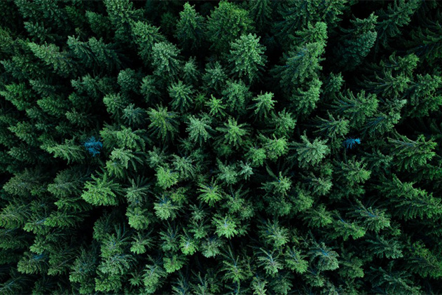 Aerial view of green trees in forest