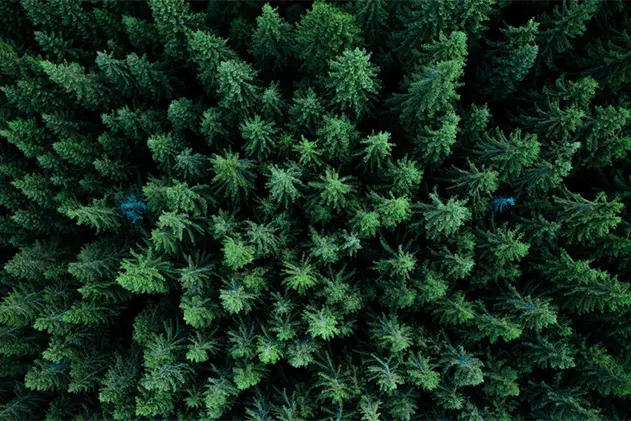 Aerial view of green trees in forest