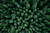 Aerial view of green trees in forest