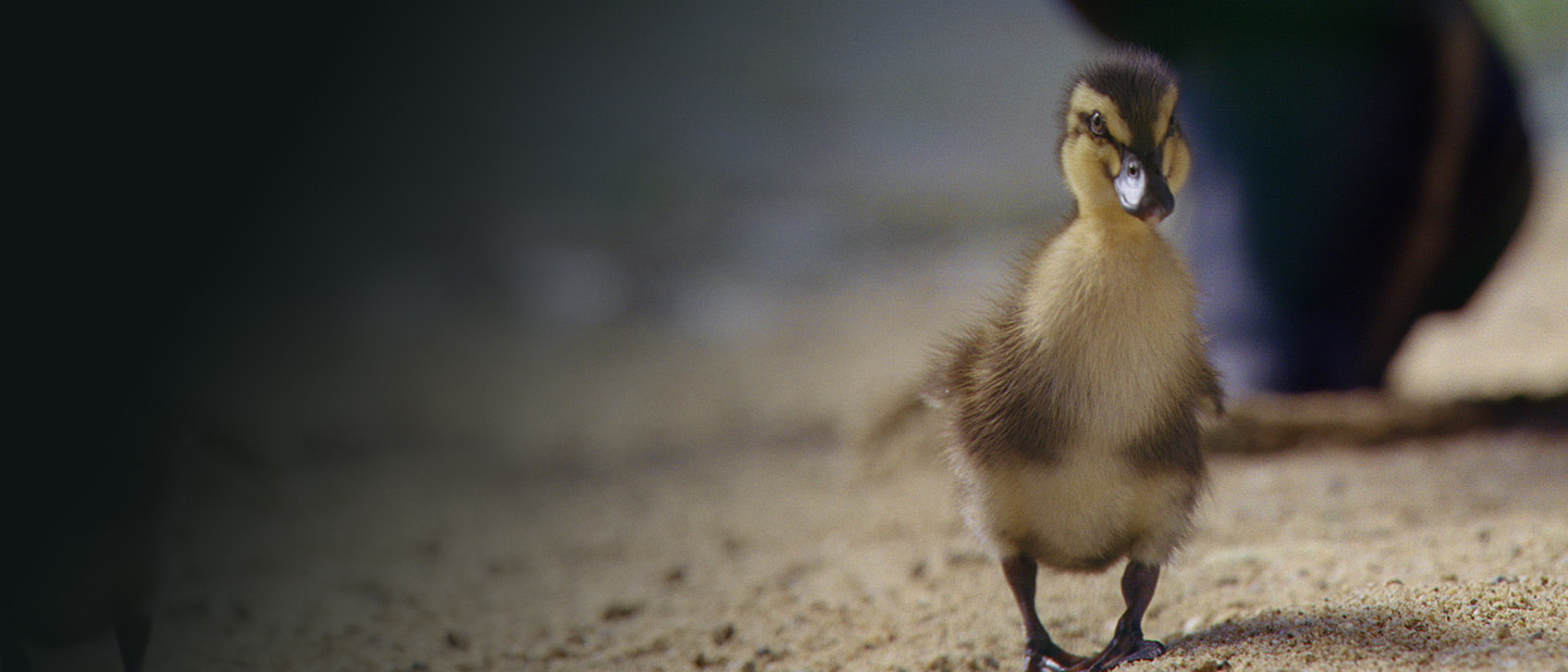 Duckling on carpet