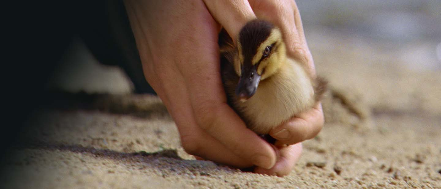 Duckling on carpet