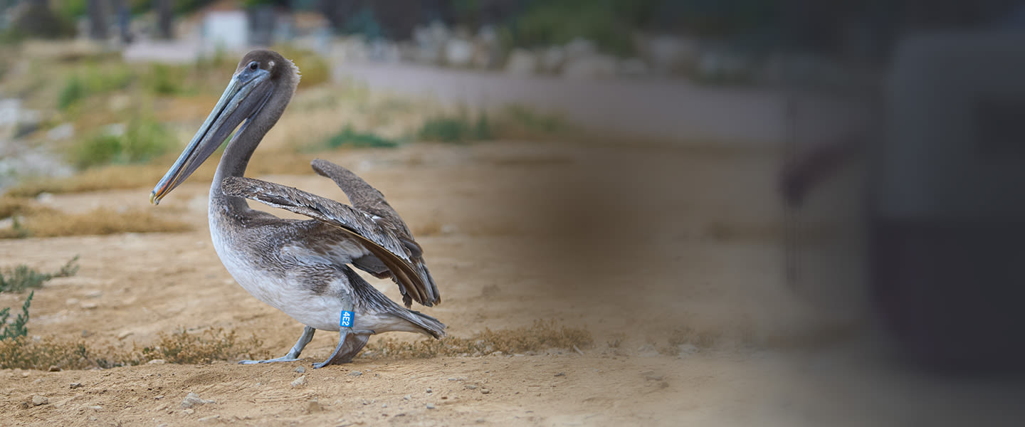 Brown pelican walking on sandy beach ground with wings partially extended