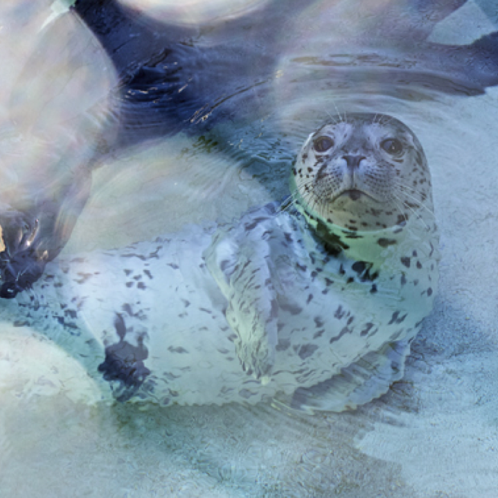 Dawn helps rescue seals