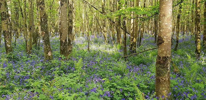Bluebells, trees, brambles and ferns in Charleville Forest. 