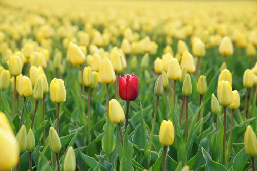 Tulip standing out