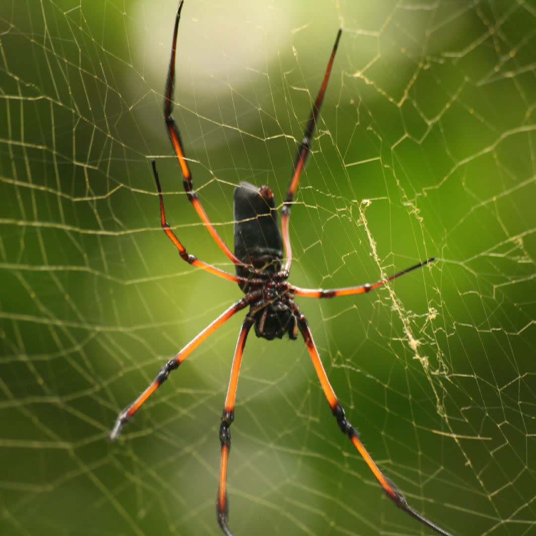 A Brief History of Harvesting Spider Silk | PieceWork