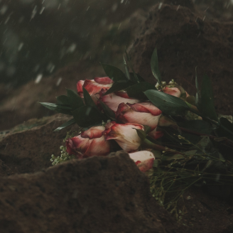 Des fleurs sur un amas de terre sous la pluie