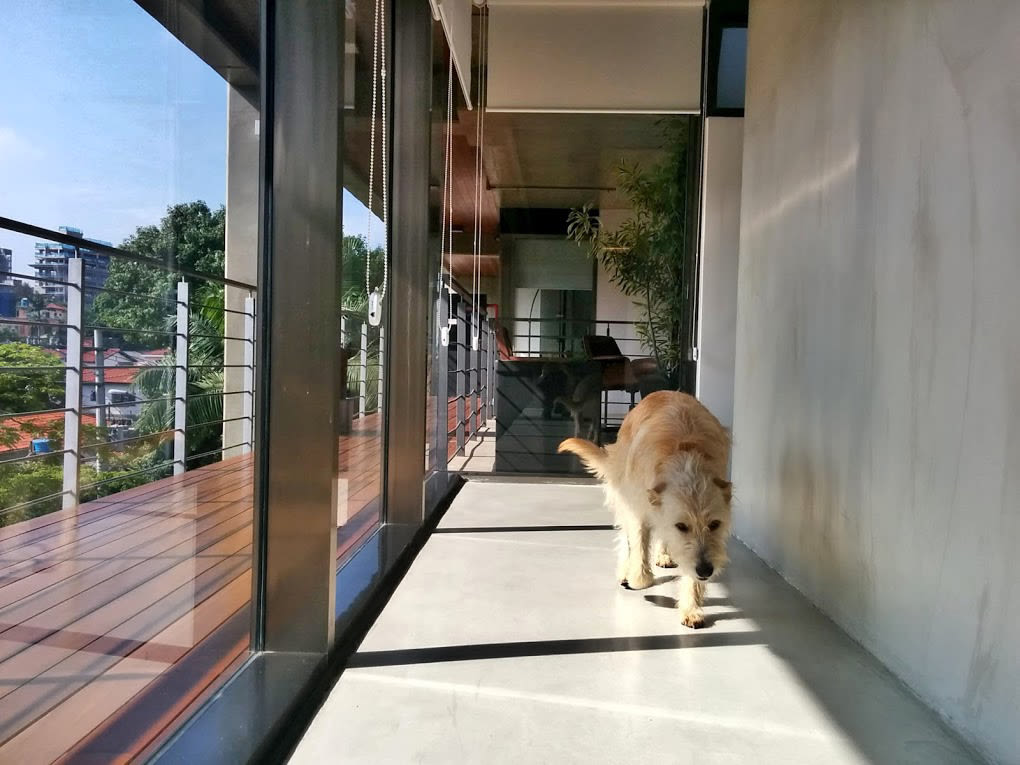 SaoPaulo-office-dog