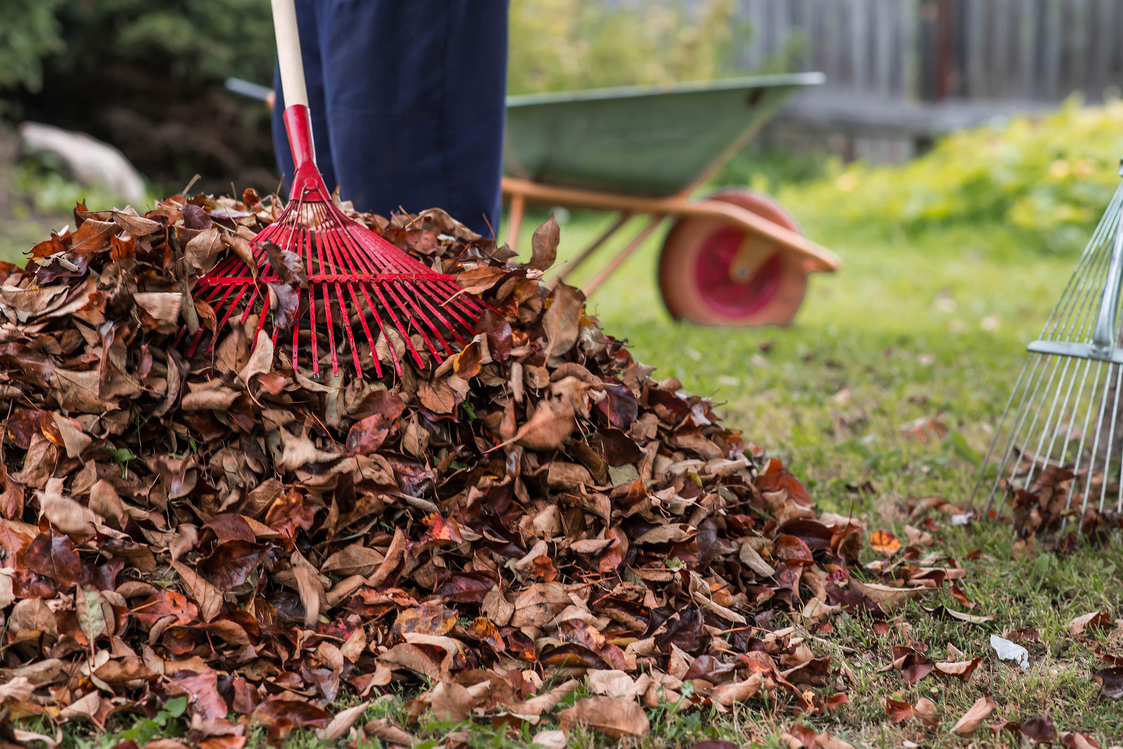 Person raking leaves