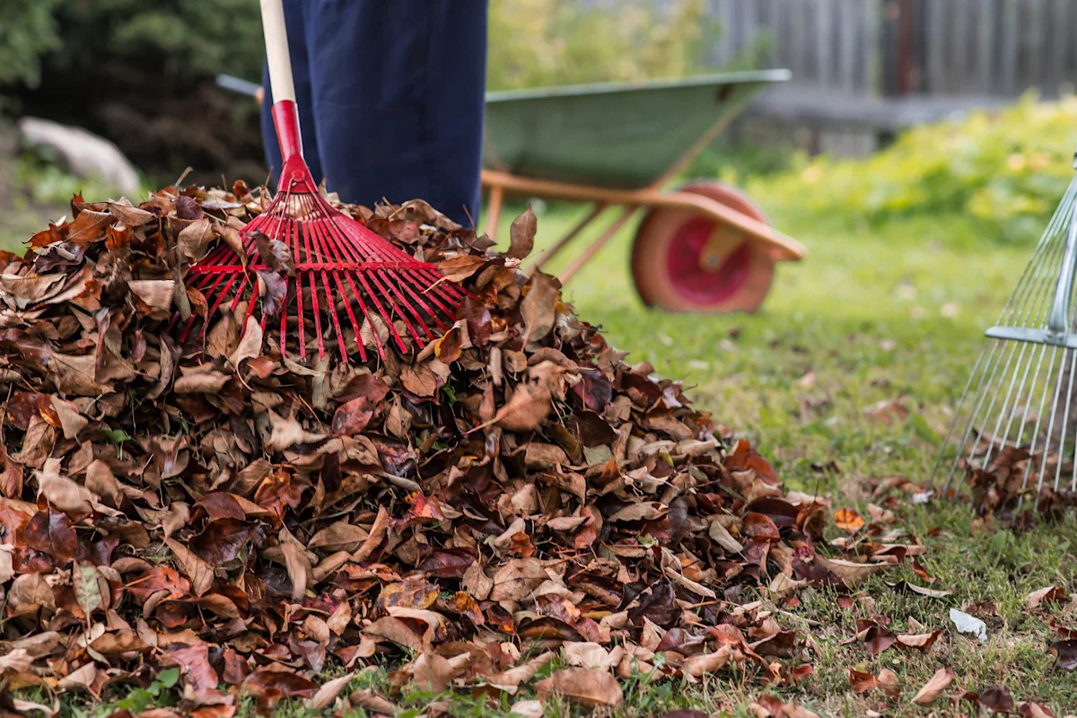 Person raking leaves