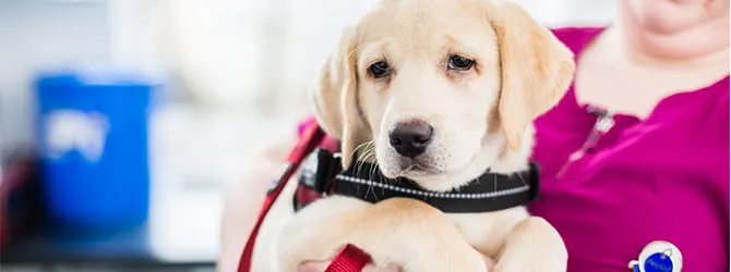 A picture of a puppy attending an appointment at a veterinary practice