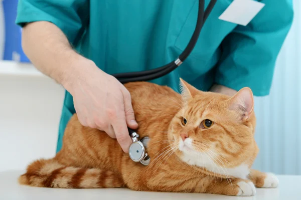 How to improve your Cat's health | RSPCA Doncaster and Rotherham District
