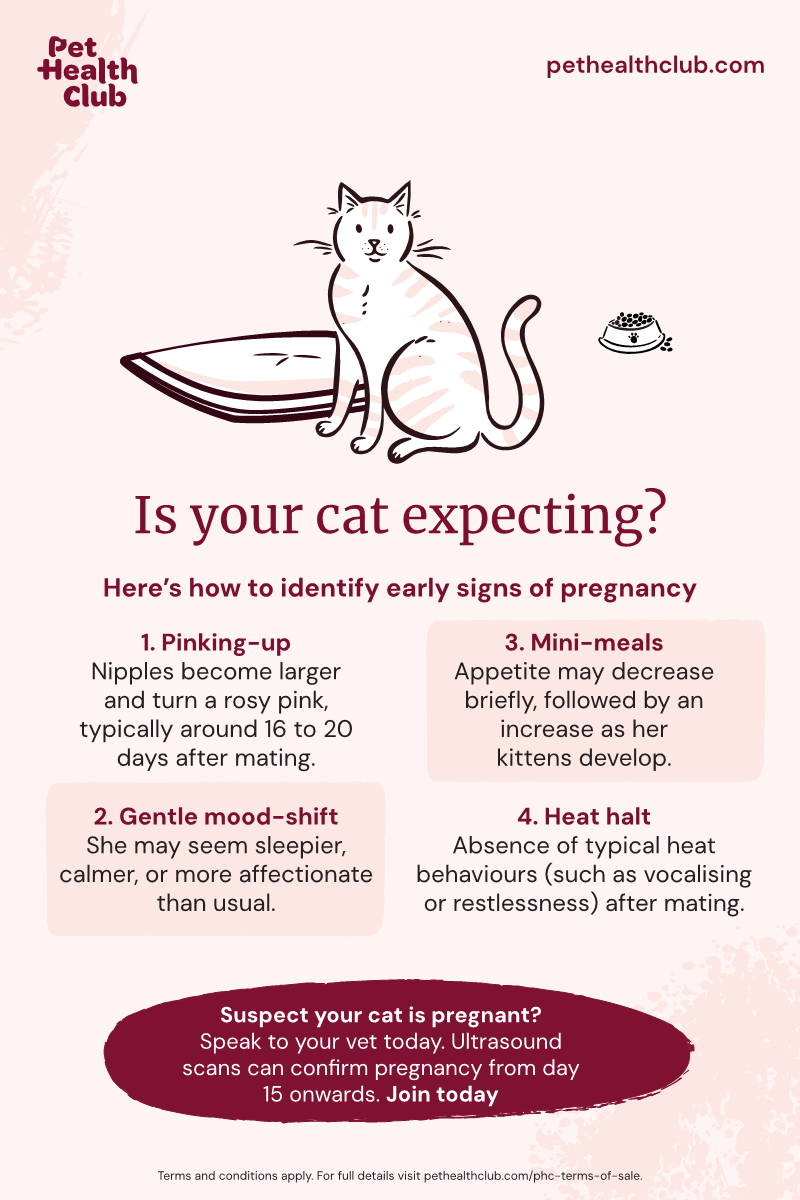 How Long Does a Cat Stay in Heat After Mating: Essential Facts