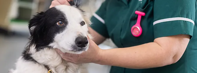 Photo of a dog being checked for lumps and bumps. Lumps in dogs can be benign or cancerous, and it's always a good idea to have them checked.