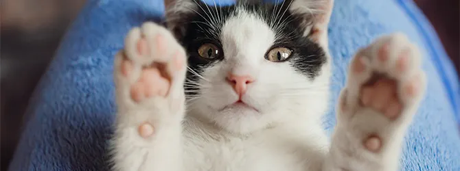 cute cat lying upside down