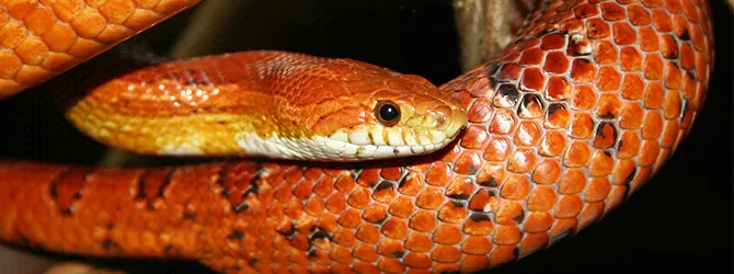 corn snake