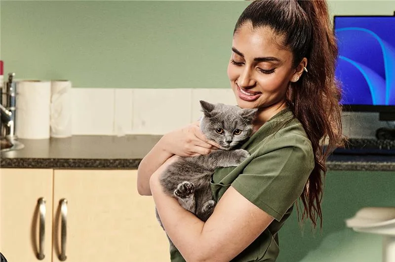A vet is holding a cat whilst using a stethoscope