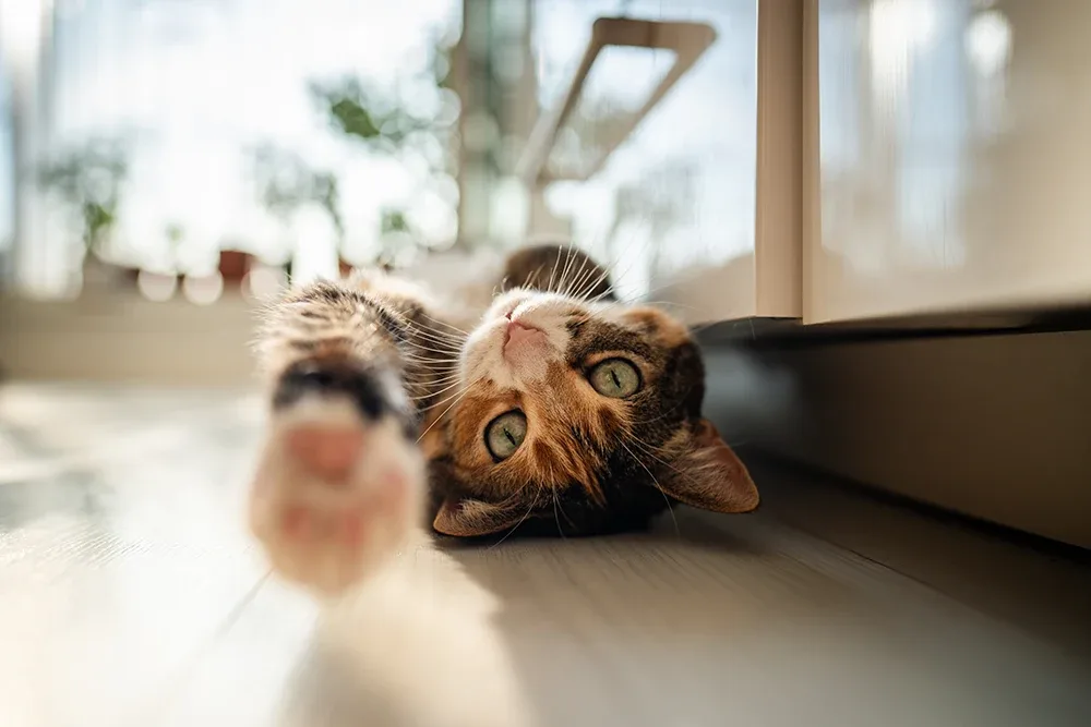 chat allongé sur le dos