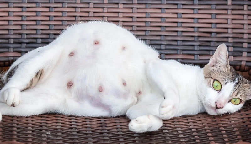 Pregnant Cat Behaviour: Essential Signs Every Owner Should Know