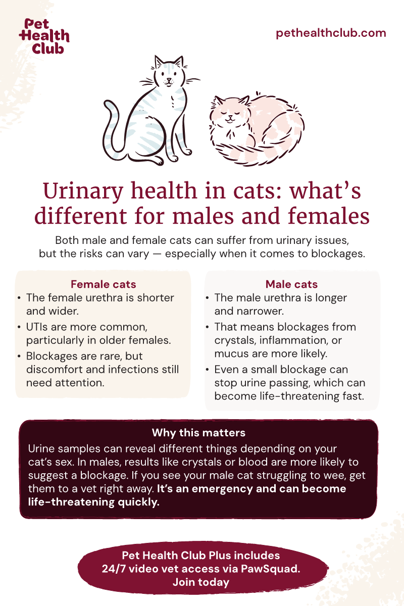 FELINE UTI+ - HomeoPet, image size:800x1200