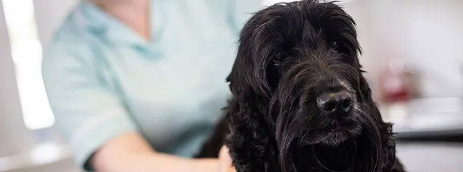 Image of a dog being given a health check by a vet, accompanying an article on mast cell tumours in dogs.