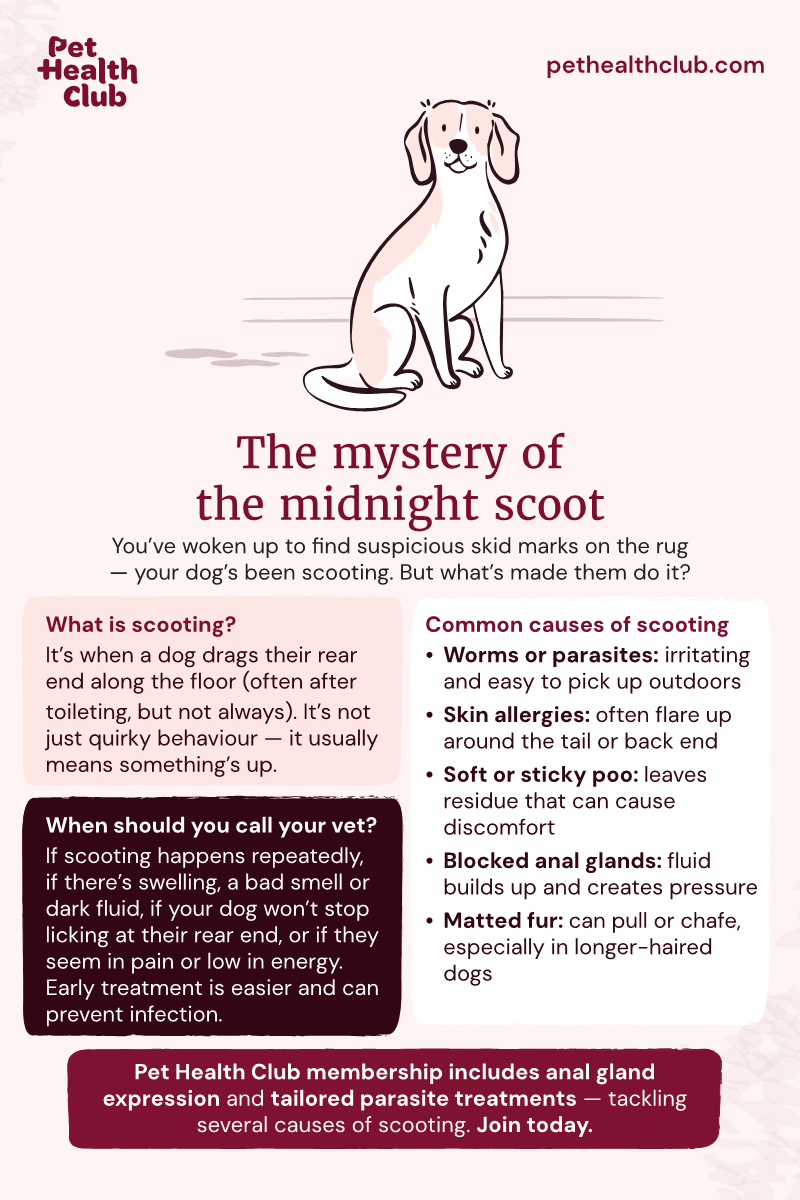 plugged anal glands Is my dogs anal glands impacted? : r/DogAdvice main image 1
