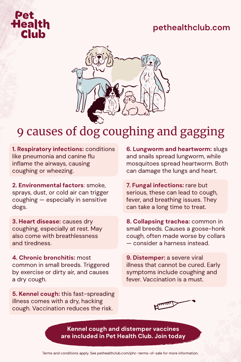What Causes a Dog to Cough: Top Reasons Every Owner Must Know