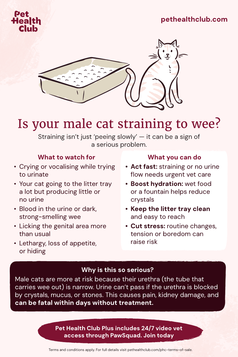 Cat penis, testicles, and reproductive health issues
