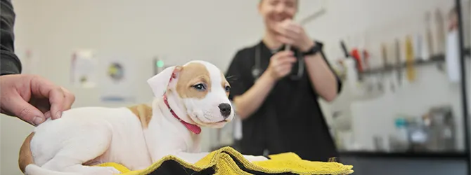 Puppy about to receive a vaccination for article on puppy vaccination schedule