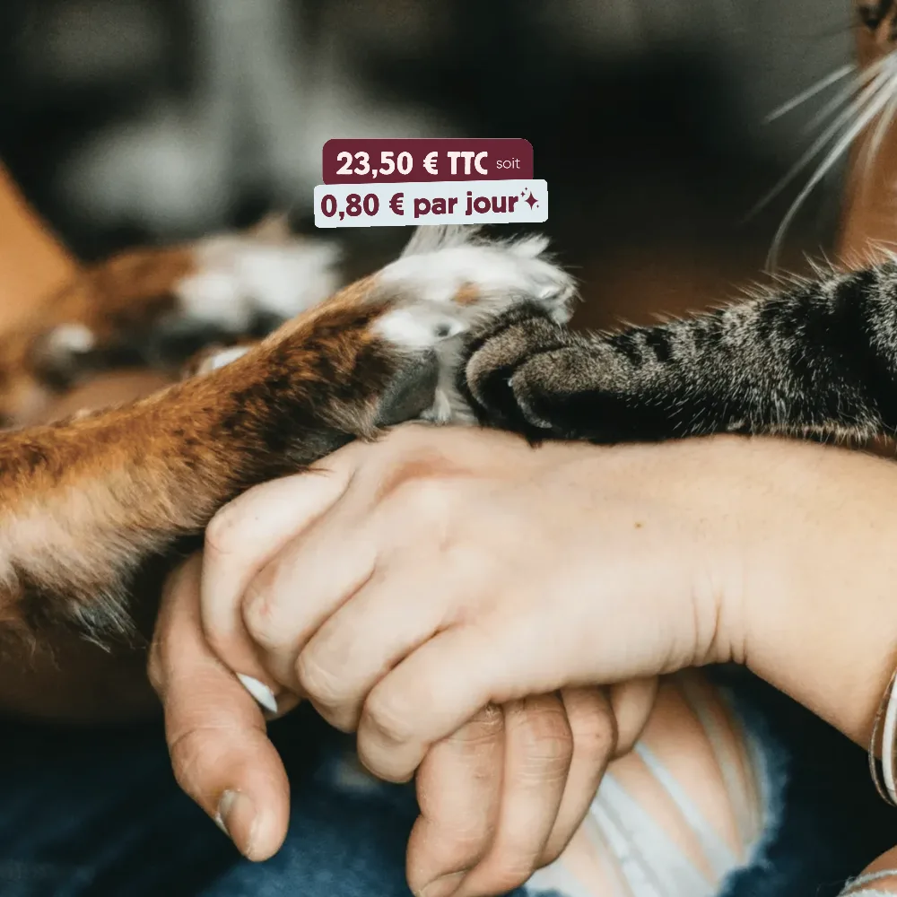 cat paw, dog paw, humans holding hands