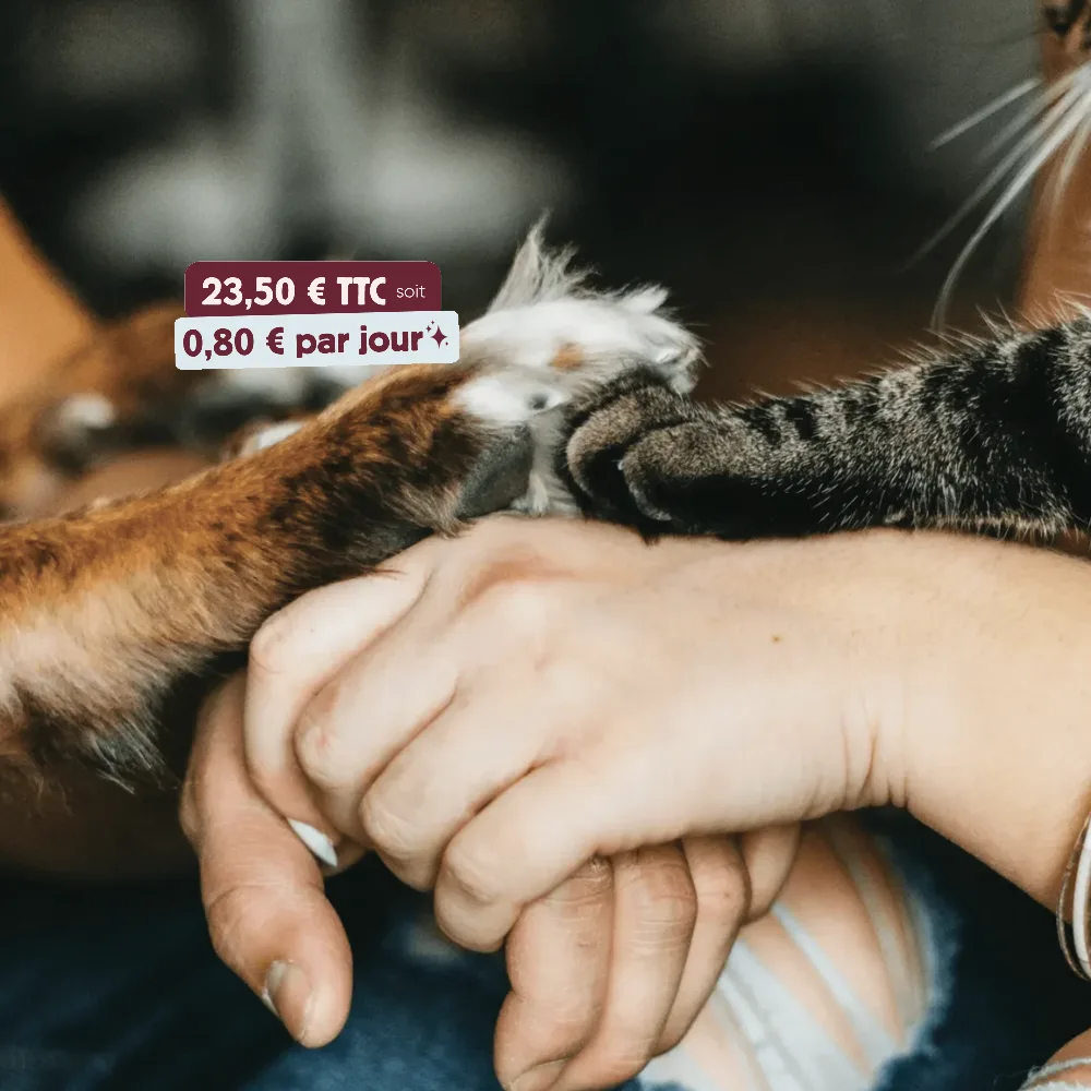 cat paw, dog paw, humans holding hands