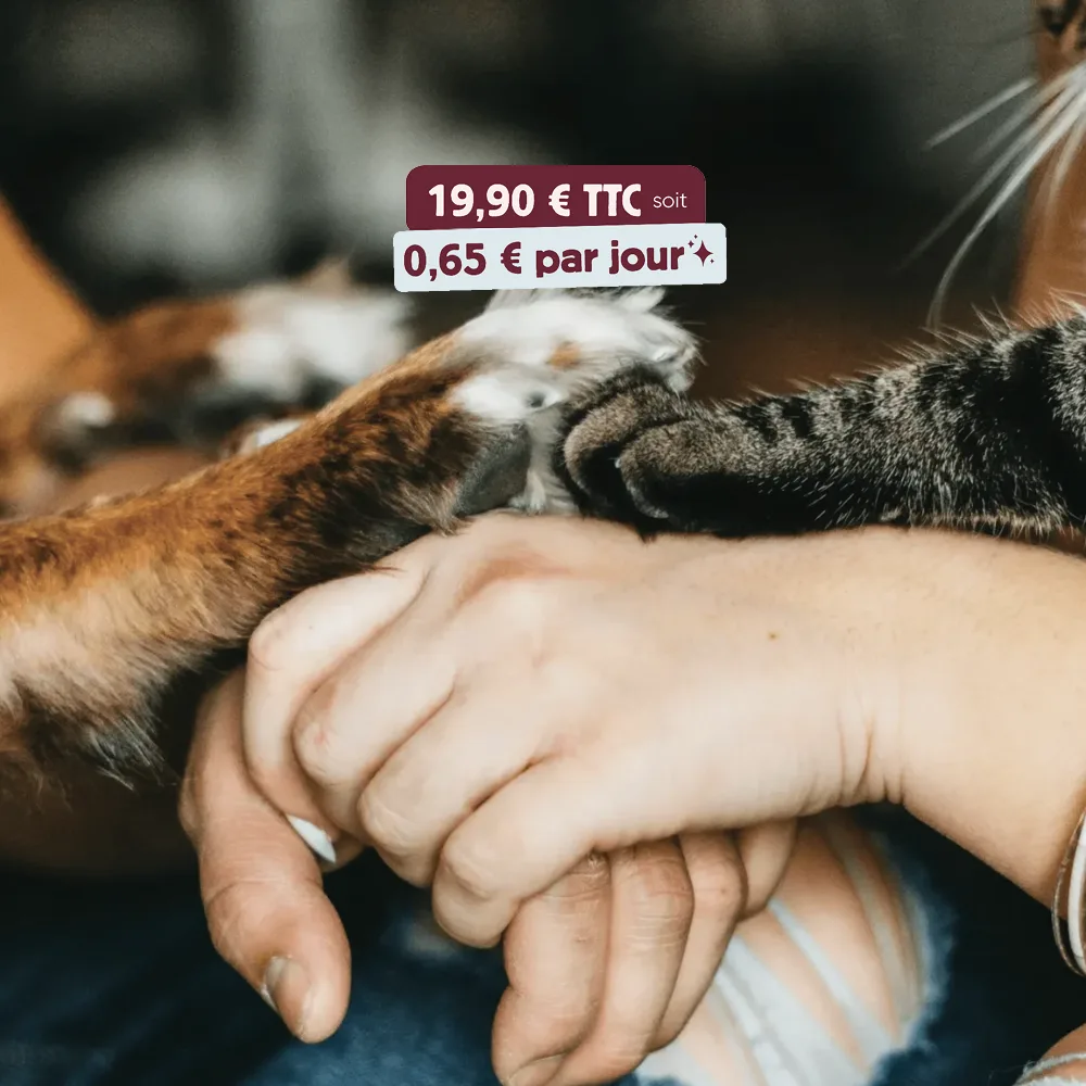 cat paw, dog paw, humans holding hands