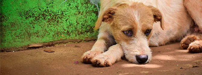 Photo of a dog lying down with a sad expression. Dog depression can changes your dog’s behaviour, energy levels, or interest in the things they usually enjoy.