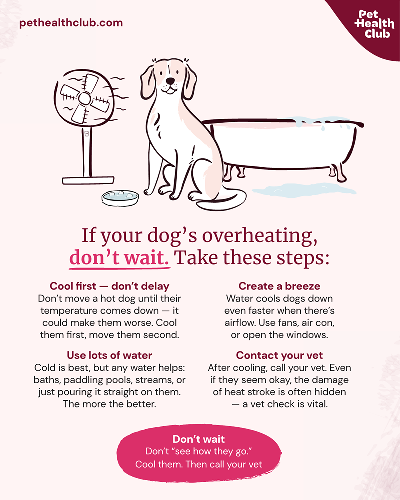 https://images.ctfassets.net/cmiwzf0cmbqh/3XFCB6kMypEJW5Cp9N55f7/788c19ed8120533ea15308c113d6ec4d/PHC_Dog_Overheating_1080x1350_v3_1.png?fm=webp