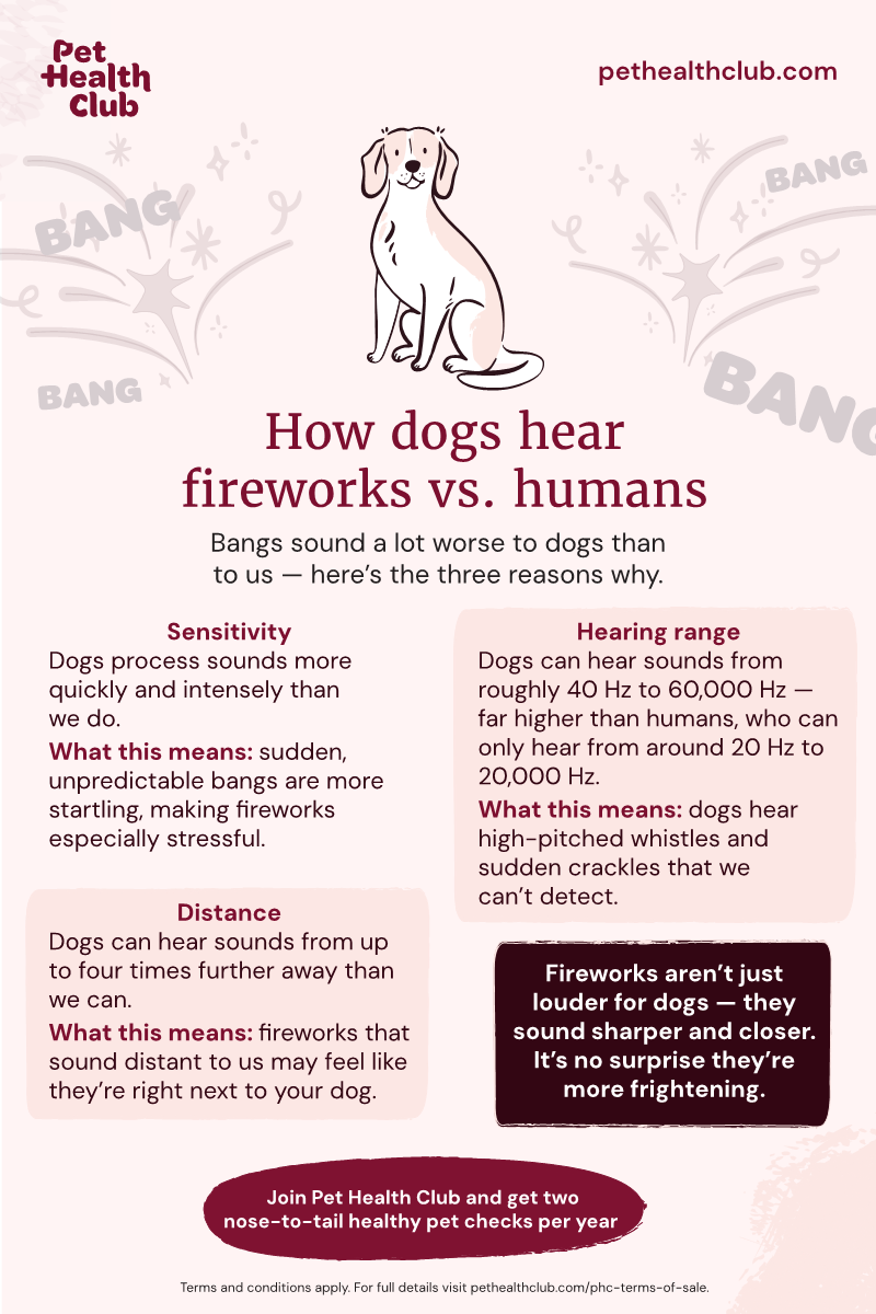 https://images.ctfassets.net/cmiwzf0cmbqh/467DxNPt4KRUu3O8KhL57a/fa66deafcffc91ad3f17927fa8441109/PHC_How_dogs_hear_fireworks_800x1200_V3_1.png