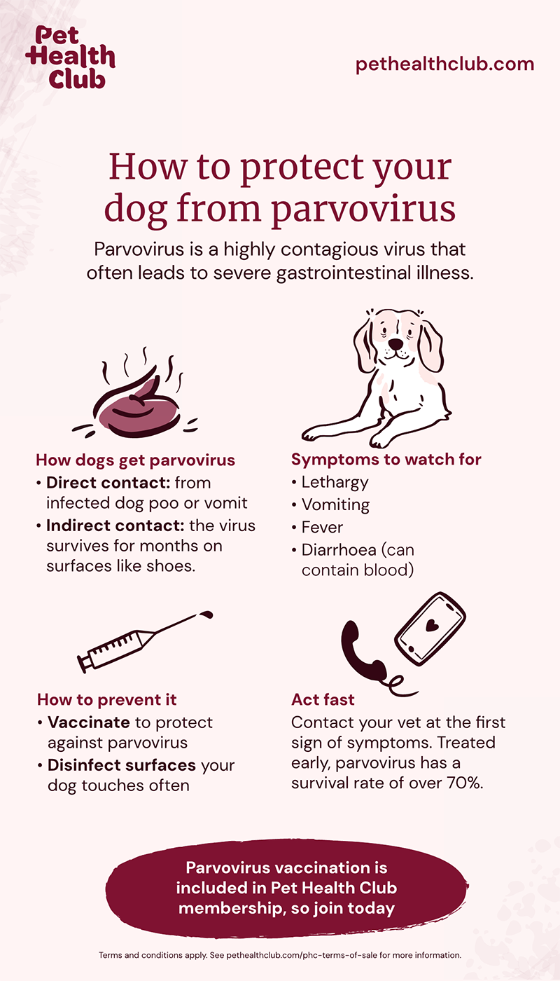 Symptoms Diarrhea My Puppy Has Parvo Will He Make It We Have Seen