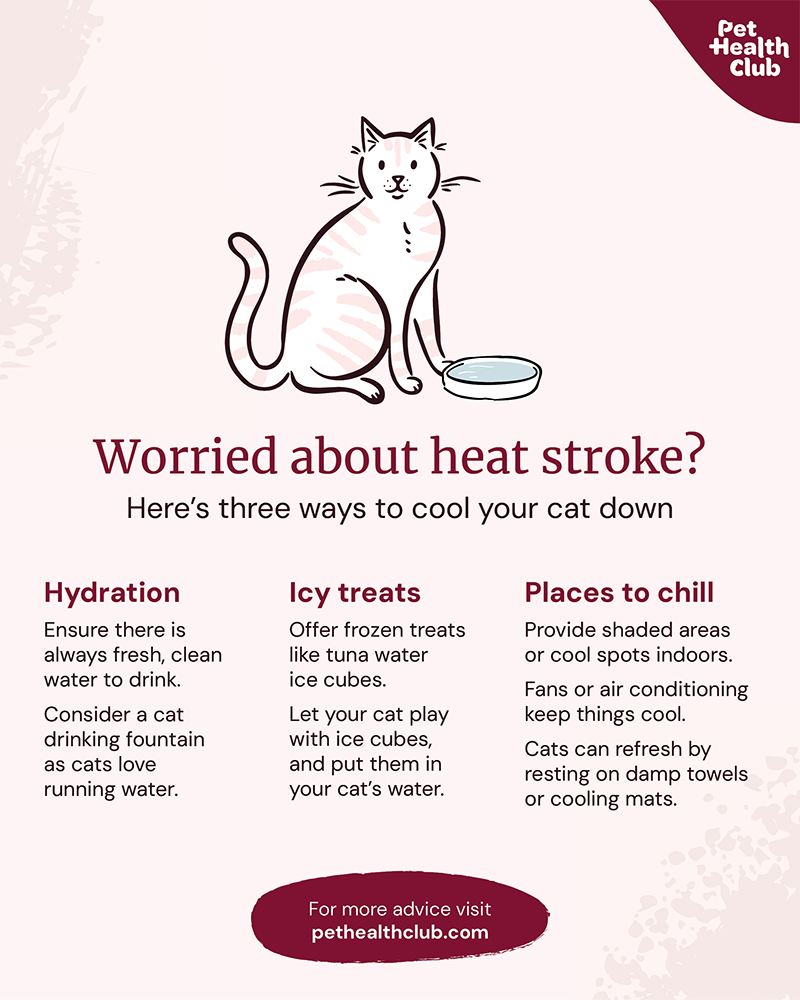 How To Keep A Cat Cool Without Air Conditioning