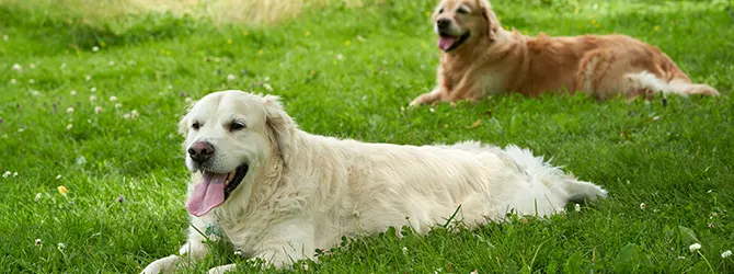 Photo of two dogs enjoying a spot of sun during a warm, bright day. The dog with the lighter fur might benefit from dog sunscreen, especially if they are spending lots of time outdoors.