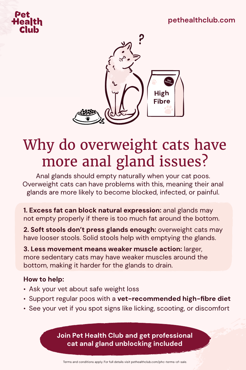 Cat anal glands